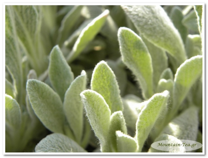 Pure natural mountain tea