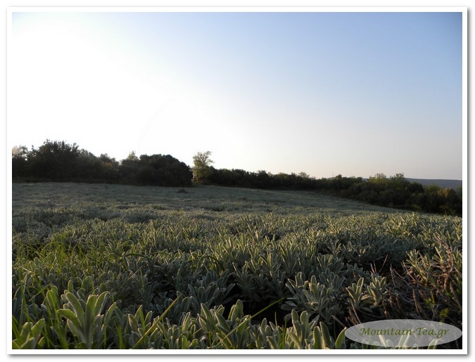 mountain tea